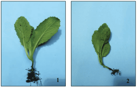 Soil Acidification