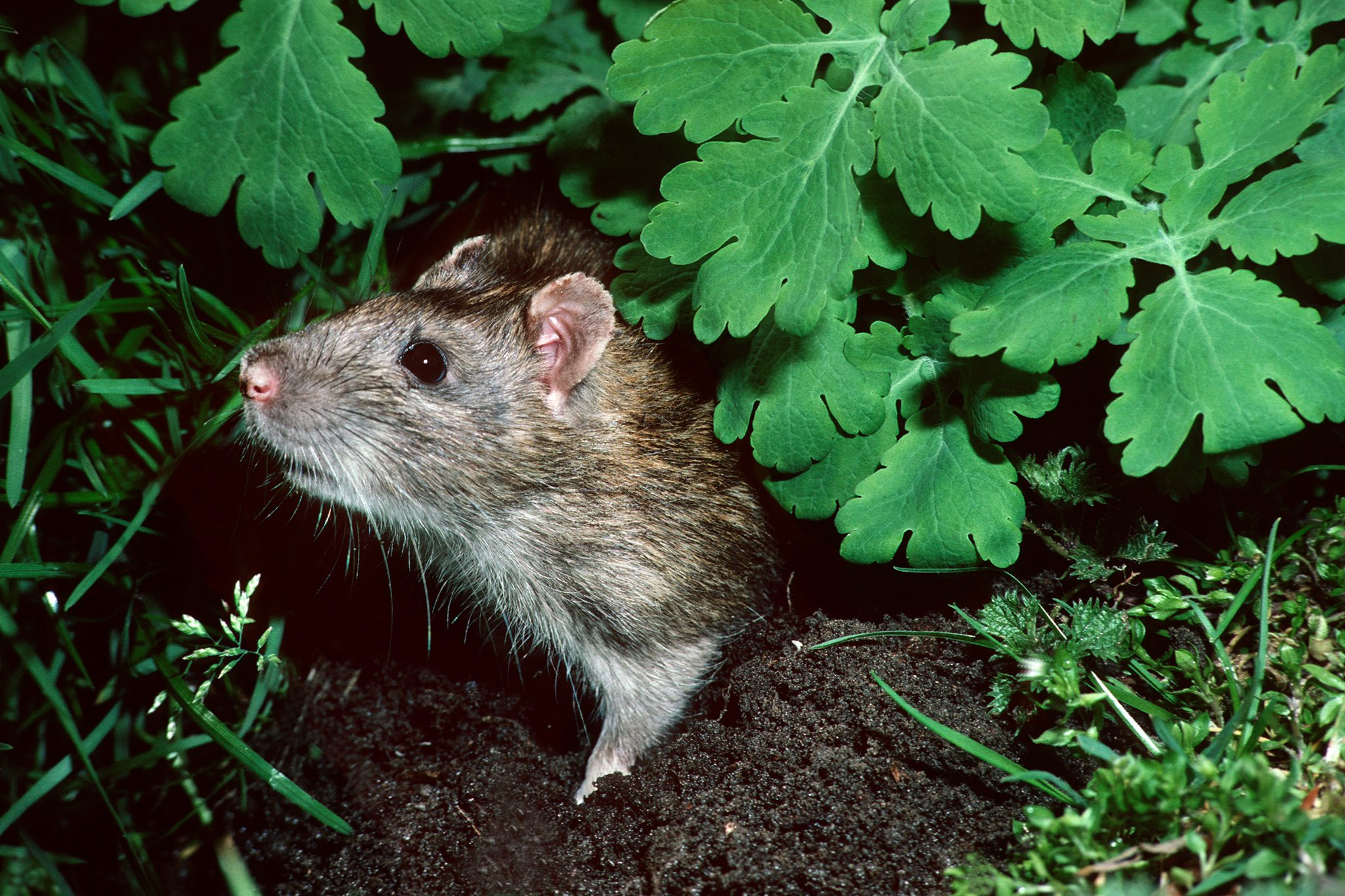 Rats in Compost Pile