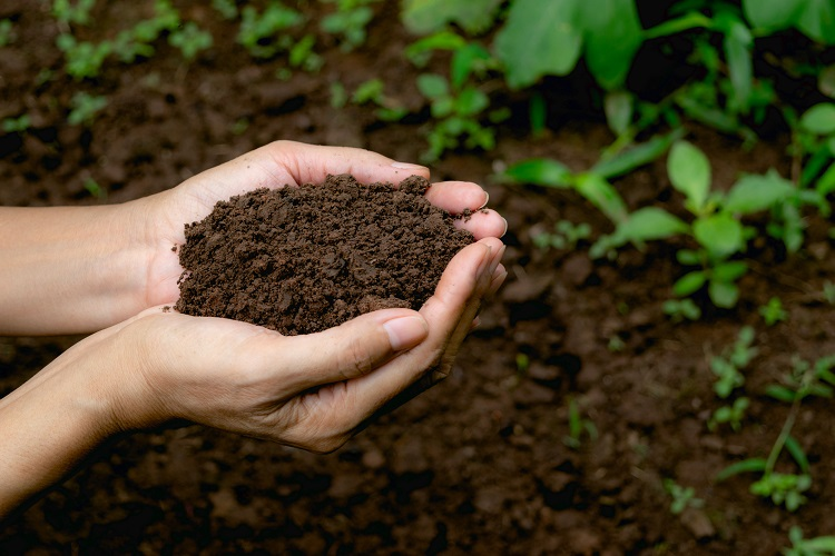 How to make good compost soil