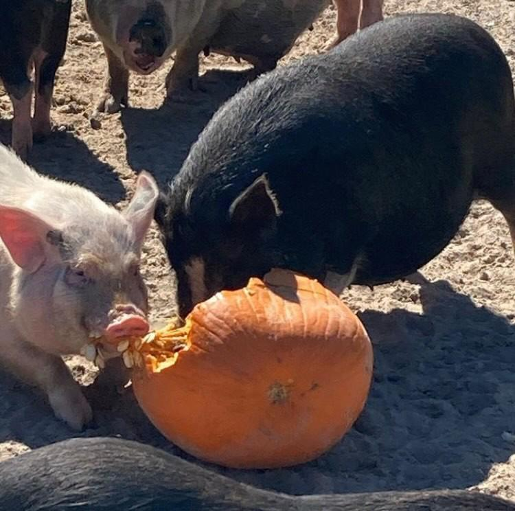 Pigs eat pumpkins