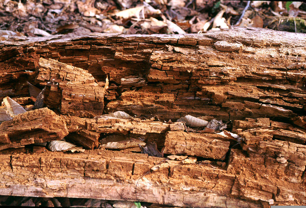 Brown-Rot Fungi