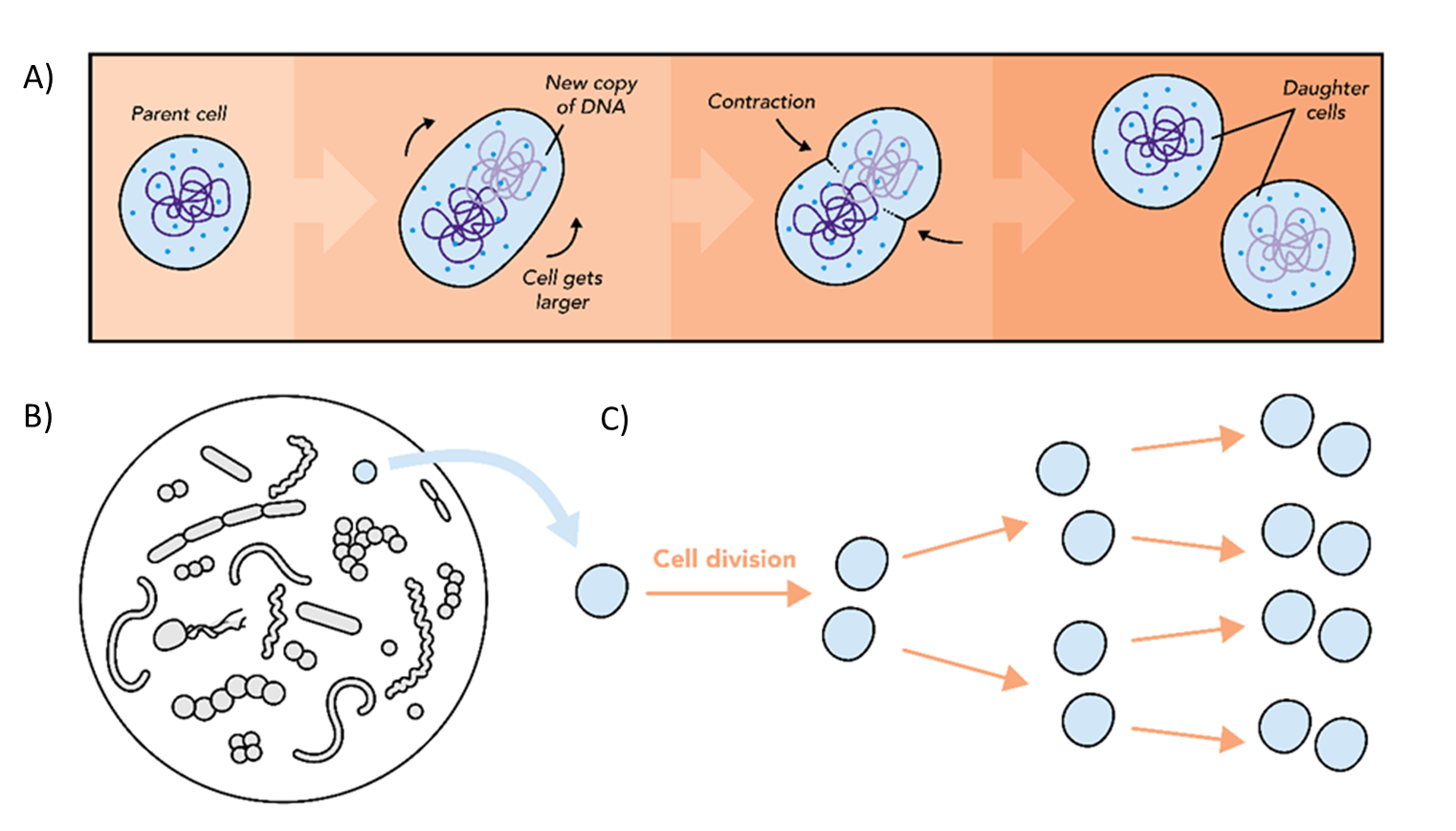 How microbes grow quickly