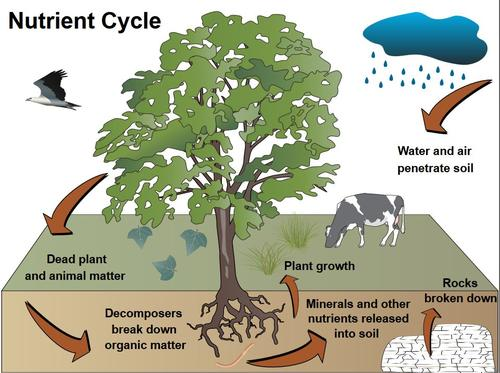 Nutrient Cycle