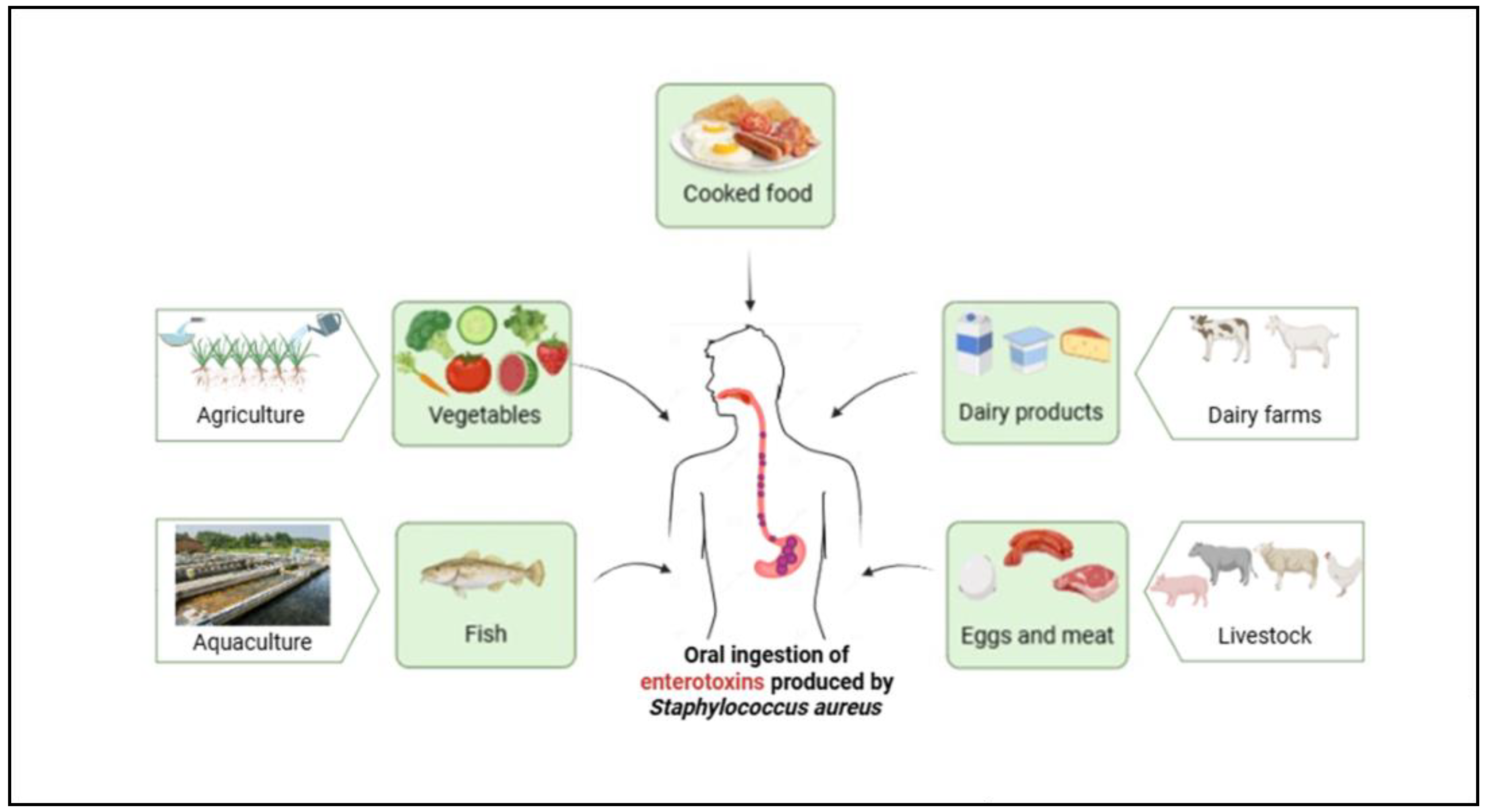 Staphylococcus Aureus Infection Ways
